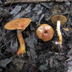 Cortinarius bolaris